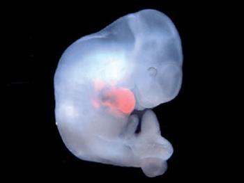 روشی جدید برای استفاده از سلول های بنیادی جنینی برای تولید تجمعات سه بعدی سلولی