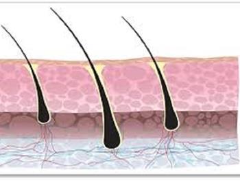 شناسایی میکروRNA که اجازه رشد مجدد مو را می دهد