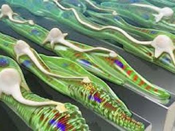 پیش سازهای چربی، سلول های بنیادی عضلات را جوان نگه می دارند