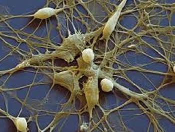 نوروپپتیدی که فقدان آن موجب اختلال در نورون زایی می شود
