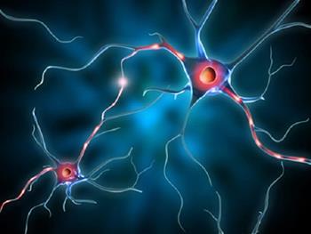 تنظیم تمایز عصبی سلول های بنیادی پرتوان القایی بوسیله GPC4