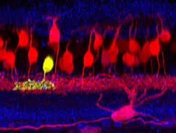 تولید نورون هایی که قابلیت تلفیق شدن به بافت مغز انسانی را دارند
