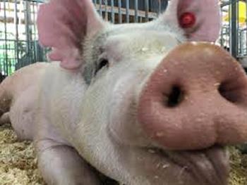 به نظر می رسد که خوک ها به SARS-CoV-2 ایمن هستند