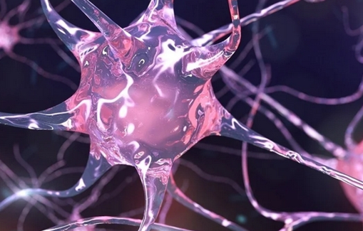 مطالعه نحوه پیری سلول‌های بنیادی عصبی در مغز 