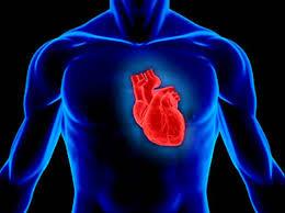 تحقیقات سلولی می تواند به پیوند بافت قلبی کمک کند