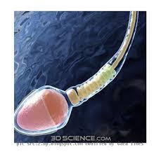 تولید اسپرم از سلول های بنیادی