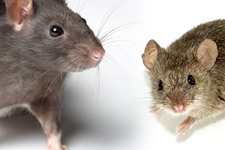 تولید بافت‌های مغز قدامی رت در  میزبان حیوانی موش