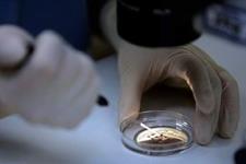 تولید جنین‌های مصنوعی  از سلول‌های بنیادی