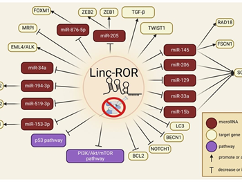 نقش Linc-ROR در تنظیم سلول‌های بنیادی سرطانی 