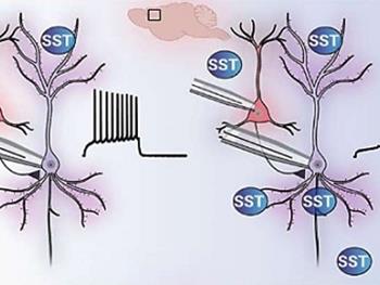 کشف نقش سیگنال دهی سوماتوستاتین در مغز