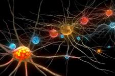 بینش جدید در موردPruning سیناپسی در طول رشد مغز