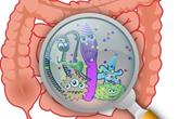 چگونه باکتری‌های روده از سیستم ایمنی فرار می‌کنند