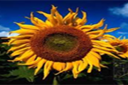 گل آفتابگردان؛ راه حلی برای رفع بیماری خارش پوست