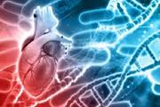 تولید سلول های قلبی برای مطالعه فیبریلاسیون دهلیزی قلب
