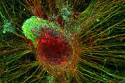 خاموش کردن ژن های ایجاد کننده سرطان با استفاده از سلول های بنیادی مهندسی شده