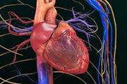 کارآزمایی تحقیقات سلول های بنیادی برای نارسایی احتقانی قلب