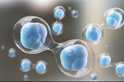 کشف جمعیت جدیدی از سلول‌های بنیادی و آغاز مسیری تازه‌ در مطالعات بیداری ژنوم انسان 