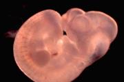 ساخت مدل جنینی پستاندان از سلول های بنیادی 