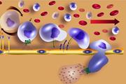 شناسایی مکانسیم مولکولی چرخیدن سلول های بنیادی و کمک به درمان بیماری ها 