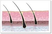 تنظیم مناسب متابولیسم سلول های بنیادی برای جلوگیری از ریزش مو