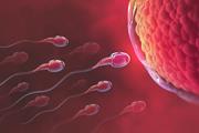 تولید اسپرم از سلول های بنیادی در موش