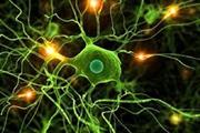 پیوند سلول های میکروگلیا برای رفع نواقص سیستم عصبی مرکزی