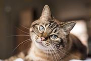 استفاده از انگل گربه رویکردی جدید در درمان سرطان 