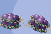 چگونگی بسته بندی DNA، می‌تواند به هدف گیری بهتر سلول‌های سرطانی کمک کند