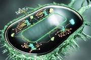 ساخت DNA مصنوعی با قابلیت حذف سلول سرطانی 