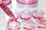 کشت سلول‌های بنیادی خونساز برای ویرایش ایمن و موثرتر ژنوم