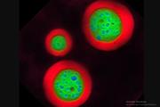حباب‌های تغییر شکل دهنده که زیست شناسی سلولی را تکان دادند