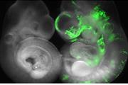 تولید غدد پاراتیروئید عملکردی از سلول‌های بنیادی جنینی موش