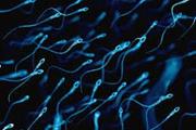 دانشمندان تنوع جدیدی در بین سلول‌های اسپرم پیدا کردند