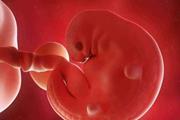 مشاهده روند رشد جنین در حاملگی‌های منجر به سقط 