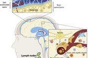 هویت سلولی در ایمونولوژی، علوم اعصاب و سرطان
