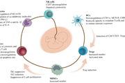 سلول‌های سرکوبگر مشتق از میلوئید (MDSC) در خون بندناف: اهمیت بیولوژیکی و کاربردهای درمانی احتمالی