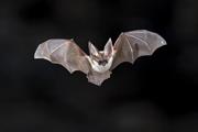شواهد تجربی برای مقاومت به سرطان در گونه خفاش