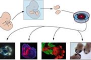 نقش متیلاسیون DNA در رشد جوانه اندام حرکتی موش 