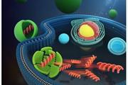 استفاده از نانوذرات برای تمایز سلول‌های بنیادی