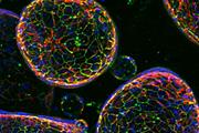 مدل سازی بیماری‌ها با ارائه محصولات جدید کشت سلولی سه بعدی 