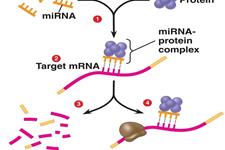 ریز RNA ها از باز برنامه نویسی سلولی (Reprogramming) جلوگیری می کنند