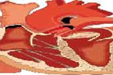 شناسایی ملکولی که عضله قلب را بازسازی می کند