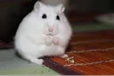 بهبود دیابت و چاقی در موش با تزریق آنتی بادی