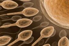 امیدواری پزشکان برای ایجاد بیضه ها مصنوعی با توانایی ساخت اسپرم