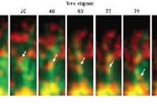 نقش پروتئین های شوک حرارتی در عملکرد سلول های سیستم ایمنی 