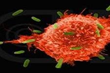 چگونه سلول های T خودفعال ازغربالگری تکوین می گریزند
