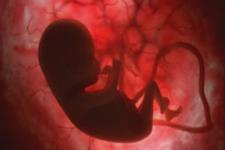 کشف چگونگی تصحیح خطاهای مراحل تکوین جنین