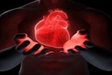  سلول های بنیادی به رشد مجدد بافت قلب کمک می کنند 