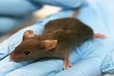 داروهای ضد سرطان سبب بروز جهش در موش های نابالغ می شوند