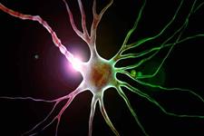 تولید  نورون های عصبی از سلول های پوست بدون معرف های حیوانی